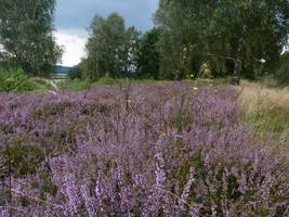 Die Schwarze Heide bei Diekholzen